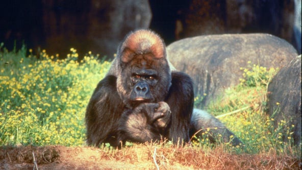Zoo Atlanta to honor famous gorilla's legacy on Father's Day