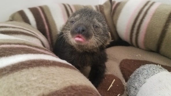 Zoo Atlanta announces names for newborn binturongs