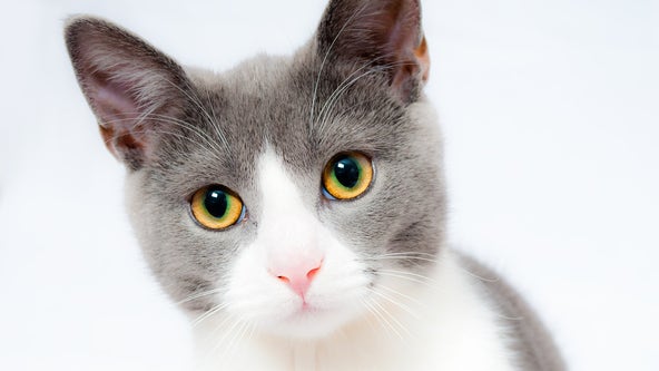 Metro Atlanta animal shelter desperately needs foster homes for cats