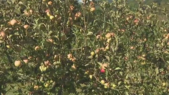 Dry weather and cool weather good news for Georgia's apple-picking season