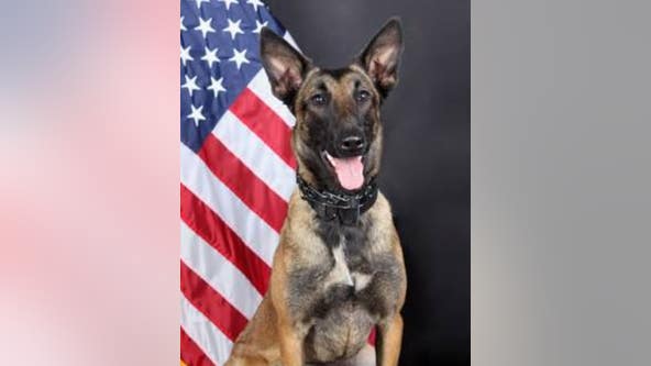 Gwinnett County police K9 Peper dies unexpectedly from medical issue
