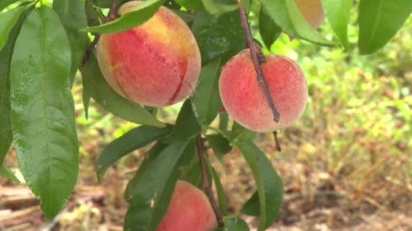 Peach state lives up to its name this year with plentiful harvest