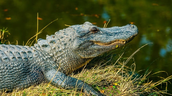 Alligator spotted near Troup County's Lake Jimmy Jackson