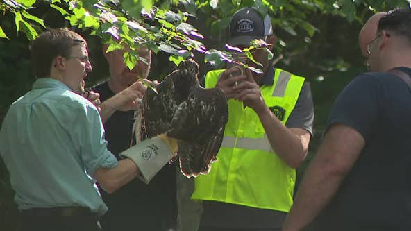Dramatic rescue: Tree cutter saves bird of prey entangled high in Roswell