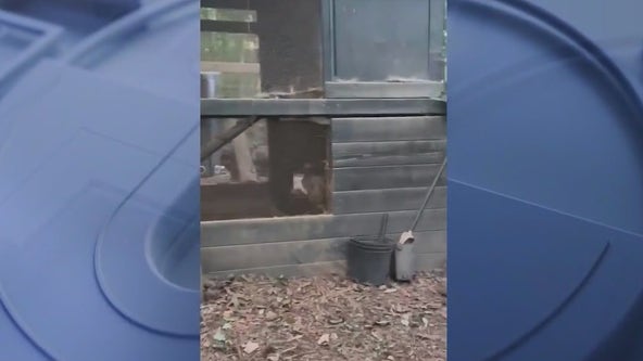 Video shows stray dogs slaughter Douglasville couple’s chicken flock