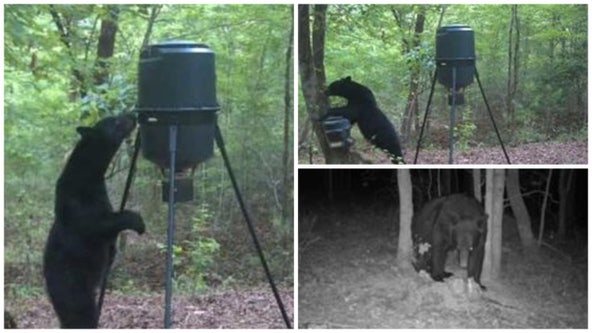 Black bear spotted by residents in Butts County, caution urged