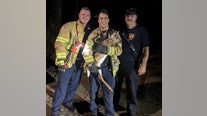 Roswell firefighters rescue young deer stuck in pond