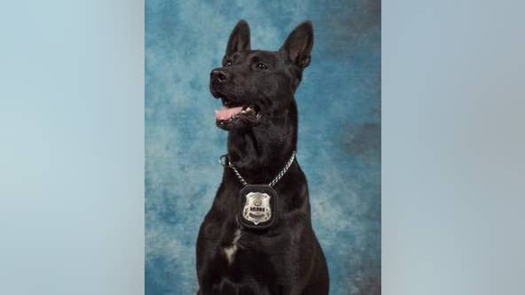 Retired Henry County K9, seizer of millions in drugs, passes away peacefully