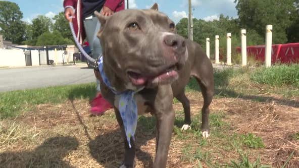 DeKalb, Fulton animal shelters face record dog intakes this summer