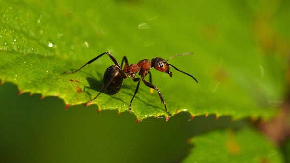 Atlanta named 'buggiest' city in the US for 2nd year in a row, survey finds