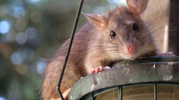 Atlanta named 1 of the most rat-infested cities in the US