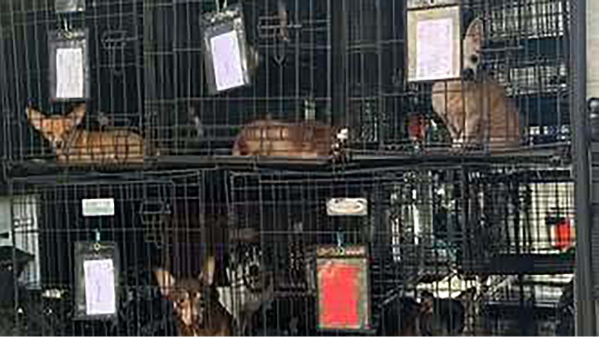 Georgia shelter rescues 23 animals from severe hoarding case