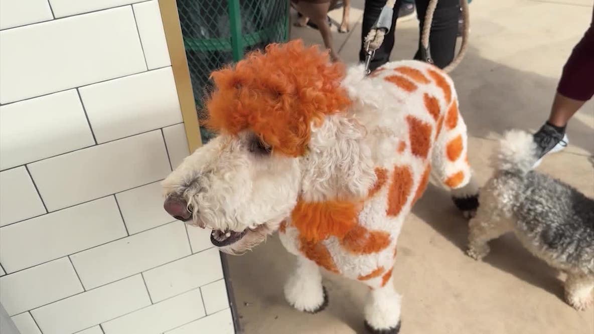 Dogs in costume take over the Atlanta Beltline for Howl-O-Weekend Doggie Crawl