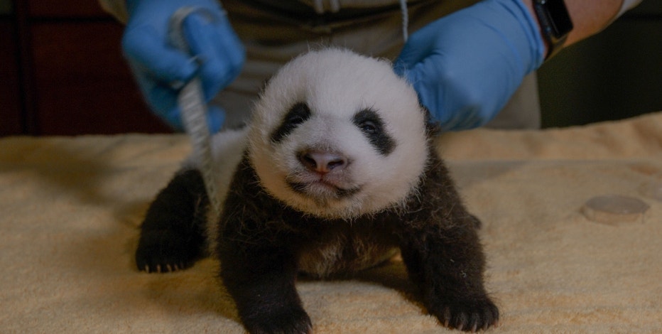 National Zoo's adorable, feisty giant panda cub is turning 8 weeks old on Friday