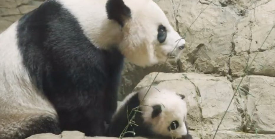 So Long, Farewell: Secure your ticket to Panda Palooza at the Smithsonian National Zoo