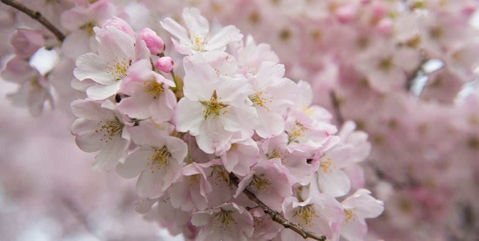 DC Cherry Blossoms: 2024 peak bloom prediction dates revealed