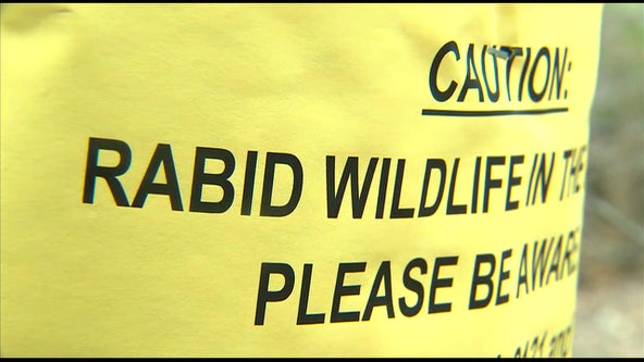 Alert issued after rabid raccoon found in Anne Arundel County community