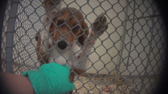 Transfer plans unveiled for beagles housed at facility accused of animal testing