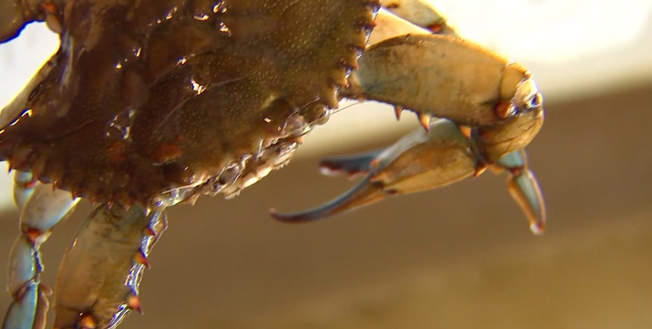 Chesapeake Bay blue crab numbers lowest in 33 years, survey says