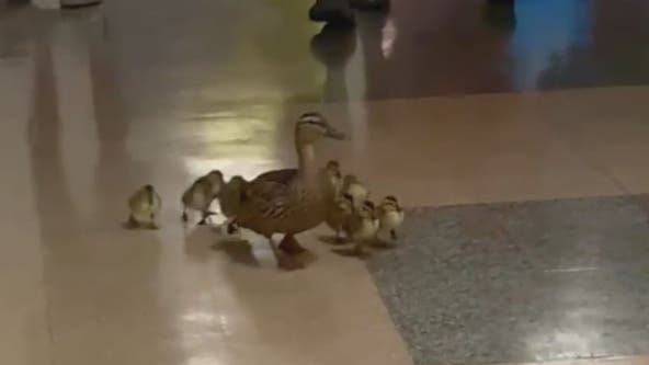 VIDEO: Duck family walks halls of Loudoun County elementary school to find lake