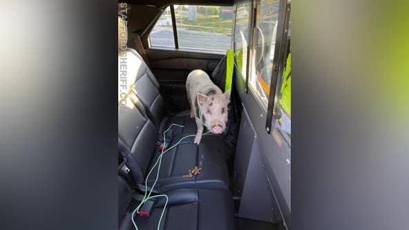 This little piggy went into police custody; Deputy helps rescue pig from roadway in Stafford County