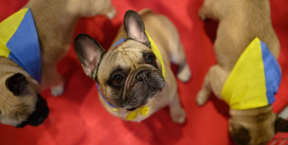 French bulldog thefts: Breed being targeted by thieves due to price, rise in popularity