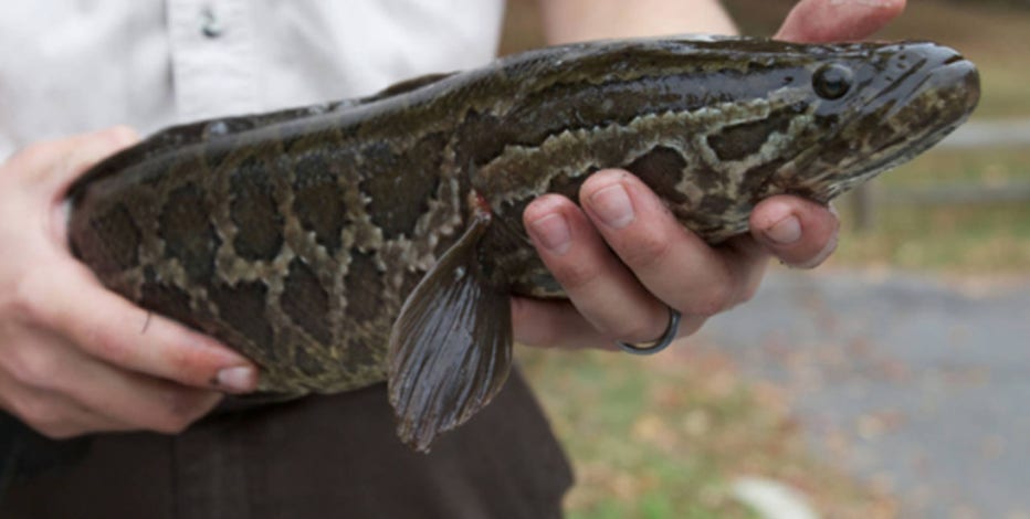 Get paid for catching snakeheads: Maryland tagging program pays up to $200 per fish