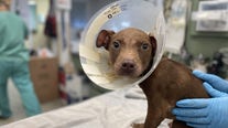 $5K reward offered after emaciated puppy rescued from Northwest DC