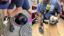 Kitten rescued from storm drain by Fairfax County firefighters
