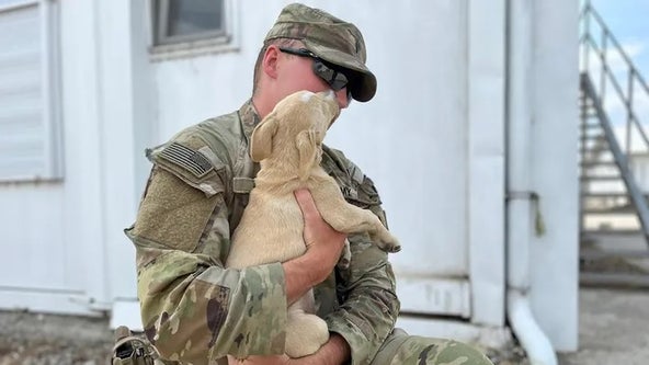 Army soldier aims to rescue desperate dog that snuck onto overseas base: 'He deserves to come home'