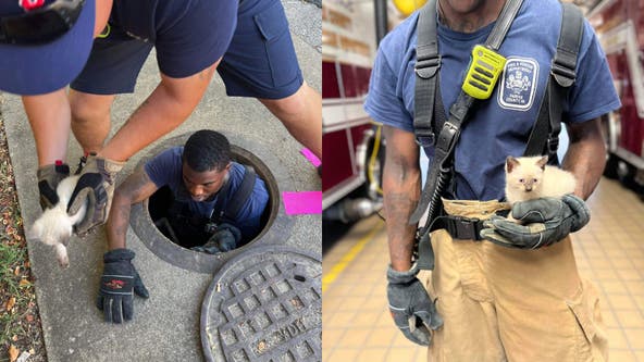 Kitten rescued from storm drain by Fairfax County firefighters