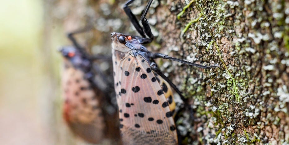Virginia researchers using dogs to help sniff out invasive spotted lanternflies