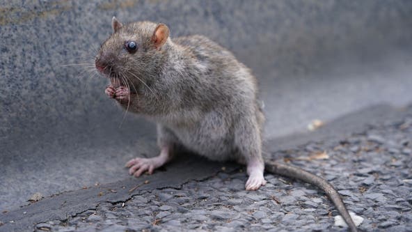 Rat causes power outage for more than 1,500 people in Tysons