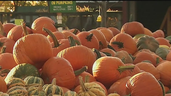 Its beginning to feel a lot like fall: 5 places to go in the DC area for pumpkin patches, farms, and more