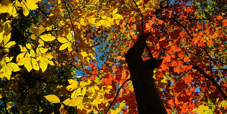 Fall in love with some festive activities: Here's your weekend guide to events in the DC area