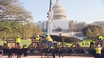 US Capitol Christmas Tree arrival marks beginning of holiday season in DC