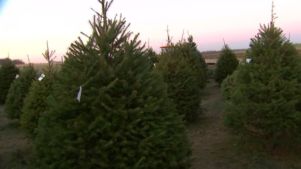 High demands, rising prices at Christmas tree farms across DC region