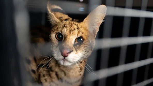 Missouri farmer traps 'crazy-looking cat' that turns out to be wild African serval