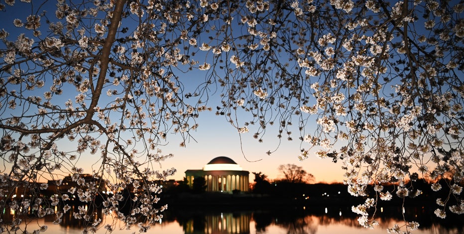 Could DC cherry blossoms arrive early this year due to warm January weather?