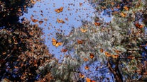 Western monarch butterfly population suffers due to atmospheric river storms