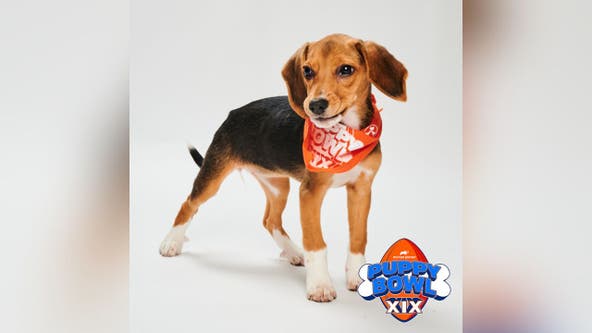 Beagle rescued from Virginia breeding facility to compete in 2023 Puppy Bowl