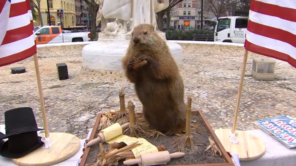 DC groundhog Potomac Phil calls for early spring; 6 more months of political gridlock