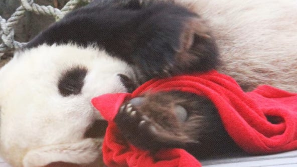 Memphis Zoo says giant panda Le Le has died