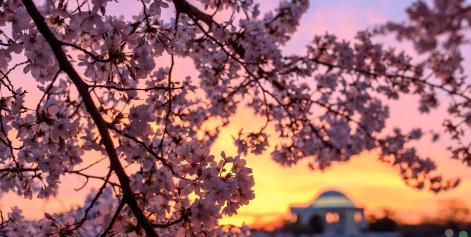 DC Cherry Blossoms: 2023 peak bloom date predictions revealed