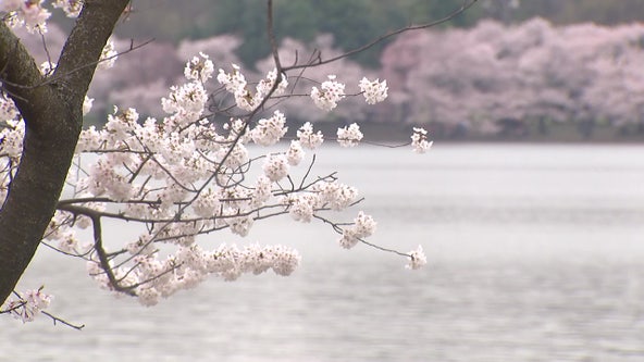 Spring's early arrival bad news for allergy sufferers as cherry blossoms near peak bloom