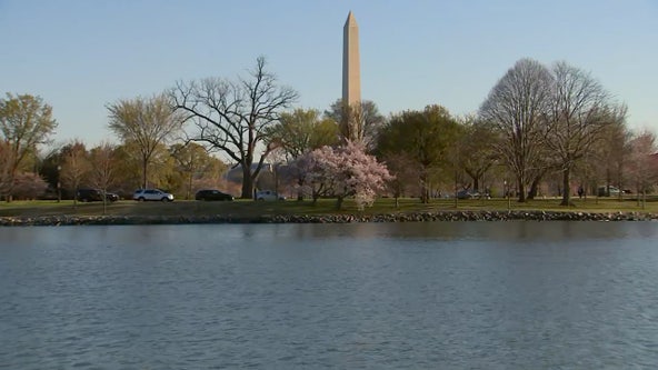 Cherry Blossoms 2023: Beat the crowds with views of DC from the Potomac River