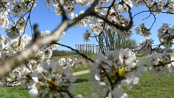 Best spots to see cherry blossoms in DC -- besides the Tidal Basin