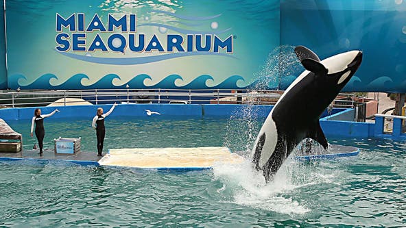 It’s official: Agreement in place to bring Tokitae home from Miami Seaquarium to Puget Sound