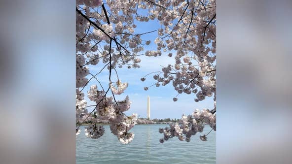 DC's cherry blossoms reach peak bloom