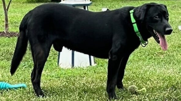 DC police dog dies after medical emergency while on presidential detail